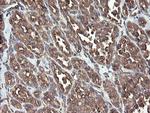 PDIA3 Antibody in Immunohistochemistry (Paraffin) (IHC (P))