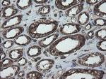 PDIA3 Antibody in Immunohistochemistry (Paraffin) (IHC (P))