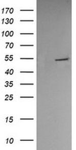 PDIA3 Antibody in Western Blot (WB)