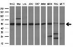 PDIA3 Antibody in Western Blot (WB)