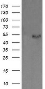 PDIA3 Antibody in Western Blot (WB)