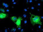 PDIA4 Antibody in Immunocytochemistry (ICC/IF)