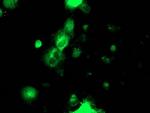 PDIA4 Antibody in Immunocytochemistry (ICC/IF)