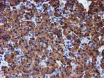 PDIA4 Antibody in Immunohistochemistry (Paraffin) (IHC (P))