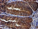 PDIA4 Antibody in Immunohistochemistry (Paraffin) (IHC (P))
