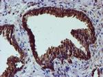 PDIA4 Antibody in Immunohistochemistry (Paraffin) (IHC (P))