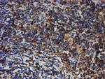 PDIA4 Antibody in Immunohistochemistry (Paraffin) (IHC (P))