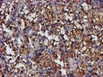 PDIA4 Antibody in Immunohistochemistry (Paraffin) (IHC (P))
