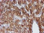 PDIA4 Antibody in Immunohistochemistry (Paraffin) (IHC (P))