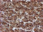 PDIA4 Antibody in Immunohistochemistry (Paraffin) (IHC (P))