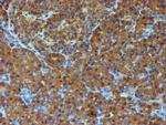 PDIA4 Antibody in Immunohistochemistry (Paraffin) (IHC (P))