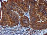 PDIA4 Antibody in Immunohistochemistry (Paraffin) (IHC (P))