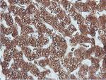 PDIA4 Antibody in Immunohistochemistry (Paraffin) (IHC (P))