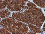 PDIA4 Antibody in Immunohistochemistry (Paraffin) (IHC (P))