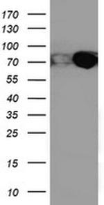 PDIA4 Antibody in Western Blot (WB)