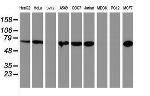 PDIA4 Antibody in Western Blot (WB)