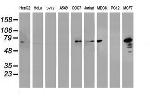 PDIA4 Antibody in Western Blot (WB)