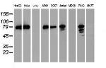 PDIA4 Antibody in Western Blot (WB)
