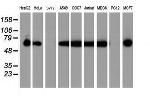 PDIA4 Antibody in Western Blot (WB)