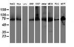 PDIA4 Antibody in Western Blot (WB)