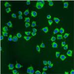 PDI Antibody in Immunocytochemistry (ICC/IF)