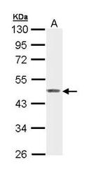 PDK3 Antibody in Western Blot (WB)