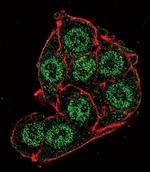 PDK4 Antibody in Immunocytochemistry (ICC/IF)