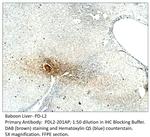 PD-L2 Polyclonal Antibody