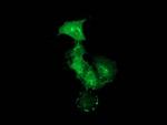 PDLIM2 Antibody in Immunocytochemistry (ICC/IF)