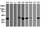PDLIM2 Antibody in Western Blot (WB)