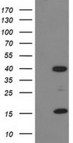 PDLIM2 Antibody in Western Blot (WB)
