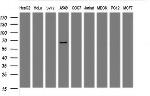 PDLIM5 Antibody in Western Blot (WB)