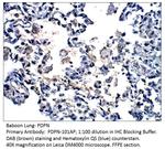 Podoplanin Polyclonal Antibody