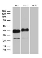 PDPN Antibody in Western Blot (WB)
