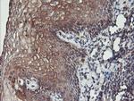 PDRG1 Antibody in Immunohistochemistry (Paraffin) (IHC (P))