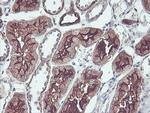 PDRG1 Antibody in Immunohistochemistry (Paraffin) (IHC (P))