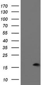 PDRG1 Antibody in Western Blot (WB)
