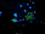 PDSS2 Antibody in Immunocytochemistry (ICC/IF)