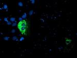 PDSS2 Antibody in Immunocytochemistry (ICC/IF)