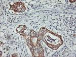 PDSS2 Antibody in Immunohistochemistry (Paraffin) (IHC (P))