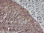 PDSS2 Antibody in Immunohistochemistry (Paraffin) (IHC (P))