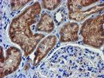 PDSS2 Antibody in Immunohistochemistry (Paraffin) (IHC (P))