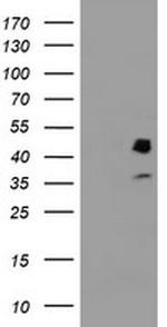 PDSS2 Antibody in Western Blot (WB)