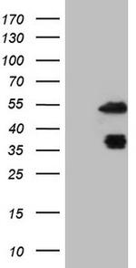 PDX1 Antibody in Western Blot (WB)