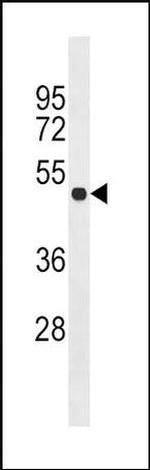PDX1 Antibody in Western Blot (WB)