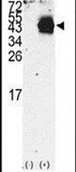 PDX1 Antibody in Western Blot (WB)