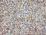 PDXK Antibody in Immunohistochemistry (Paraffin) (IHC (P))