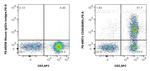CD26 Antibody in Flow Cytometry (Flow)