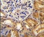 PEAR1 Antibody in Immunohistochemistry (IHC)