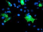 PECAM1 Antibody in Immunocytochemistry (ICC/IF)
